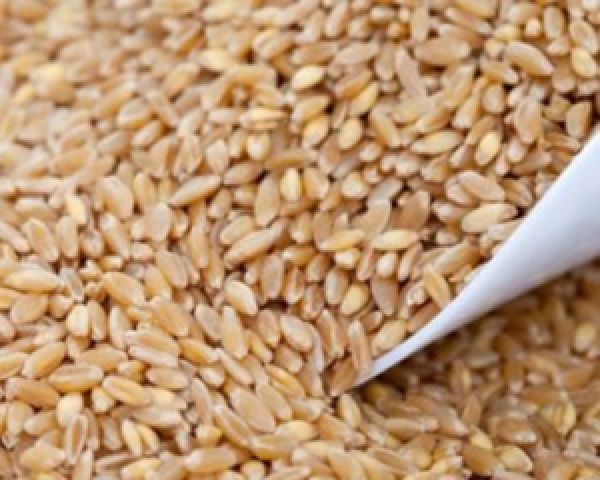 Качество британской пшеницы существенно повысилось
