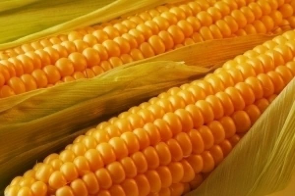 Непогода снижает прогноз производства кукурузы в Украине