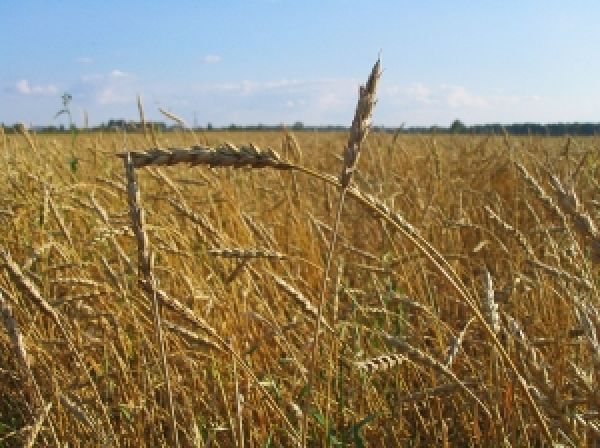 Великобритания рекордно повысила урожайность пшеницы