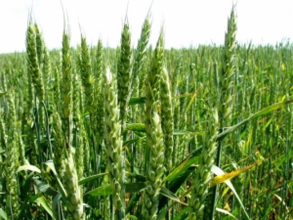 Мировая площадь возделывания озимой пшеницы станет самой высокой за последние 17 лет