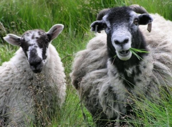 Херсонщина планирует привлечь инвестици для возрождения овцеводства
