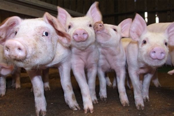 Американцы научат украинцев кормить свиней по-новому — мнение