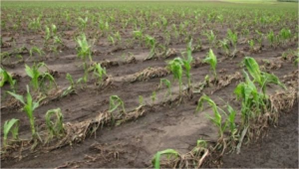 За недобор урожая кукурузы АСК выплатила аграрному предприятию 80 тыс. грн