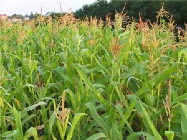 Германия собрала самый низкий урожай кукурузы за 7 лет