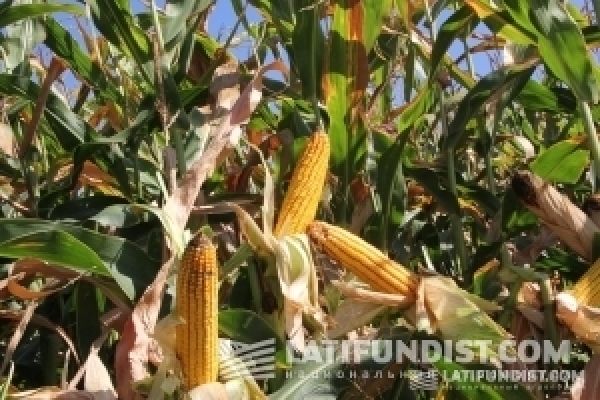В Украине увеличат площади под кукурузой в 2014 — мнение