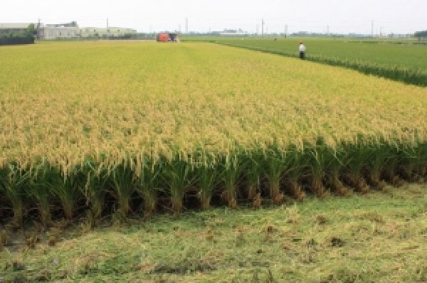 Херсонская область получила рекордный урожай рисай