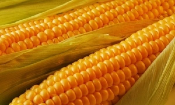Из-за рекордного урожая упали цены на украинскую кукурузу