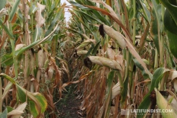 Аграрии Харьковской области убрали половину площадей под кукурузой