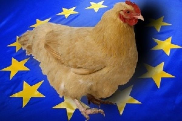 Украина вскоре начнет экспорт яиц в страны ЕС