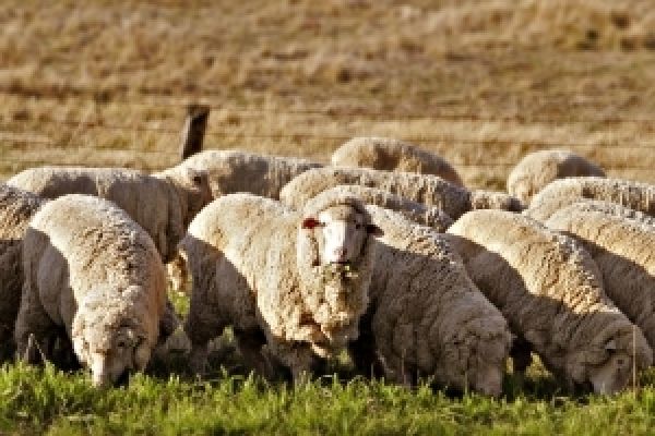 США и Европа могут проинвестировать восстановление овцеводства в Крыму