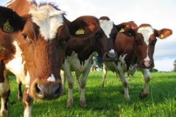 Правительство выделило 160 млн грн на поддержку животноводства