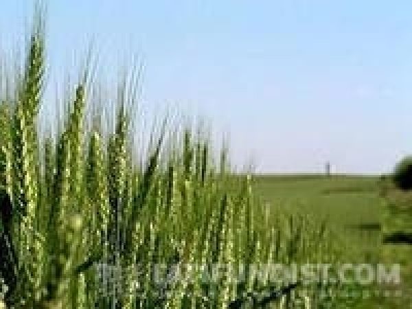 Урожай озимой пшеницы в следующем году будет ниже