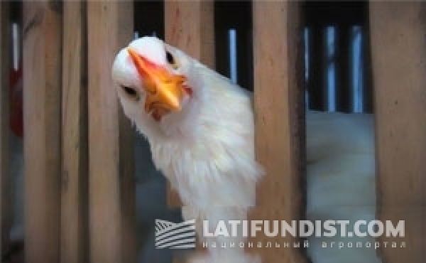 К 2017 г. украинскую курятину будут потреблять в 50 странах мира — Бакуменко