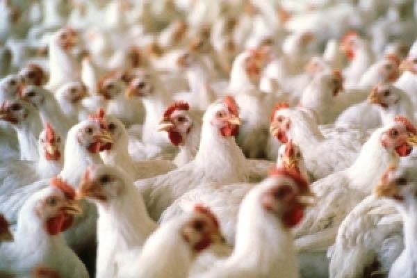 Украина займет 8 место в мире по экспорту мяса птицы — УАК