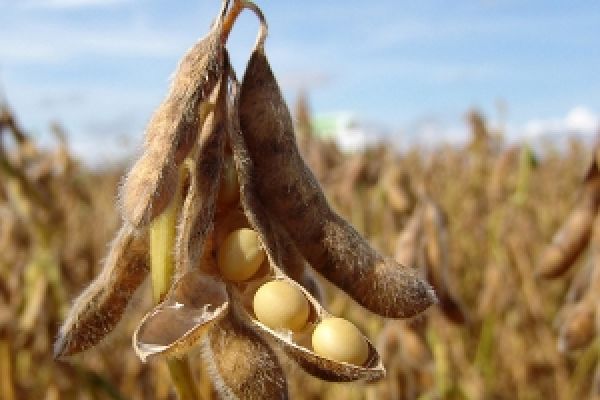 Выращиванием ГМ сои в Украине занимаются небольшие хозяйства — мнение