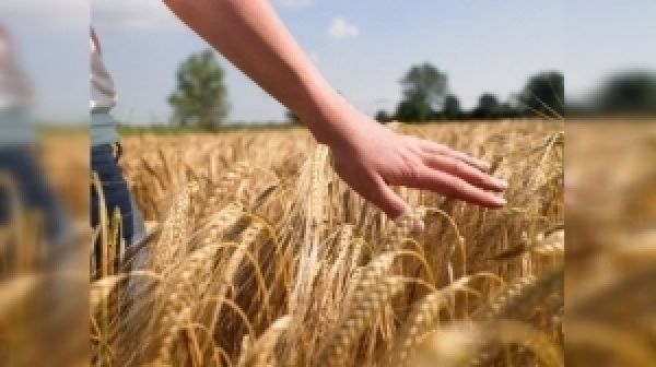 Украинские аграрии страхуют посевы только в случае крайней необходимости — мнение