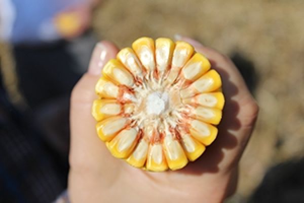 Компания Кодисем определила лучшие гибриды кукурузы по урожайности