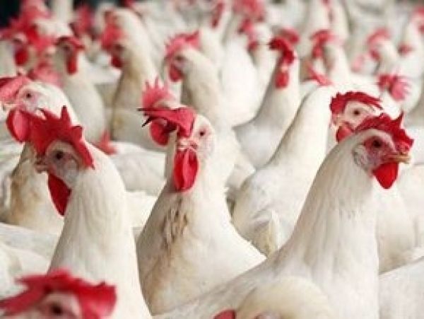 Производство мяса в Украине вырастет за счет птицы и свиней — Минагропрод
