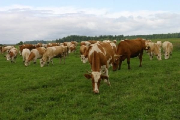 В Донецкой области снизился объем реализации продукции животноводства