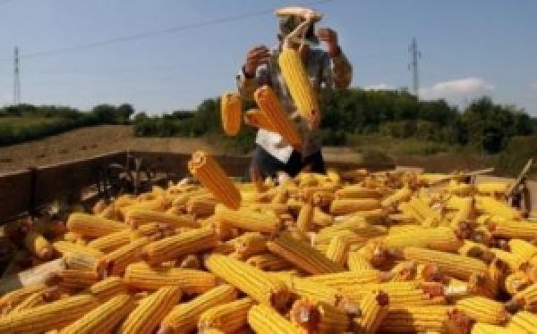 Кукуруза остается для Украины основной экспортной культурой