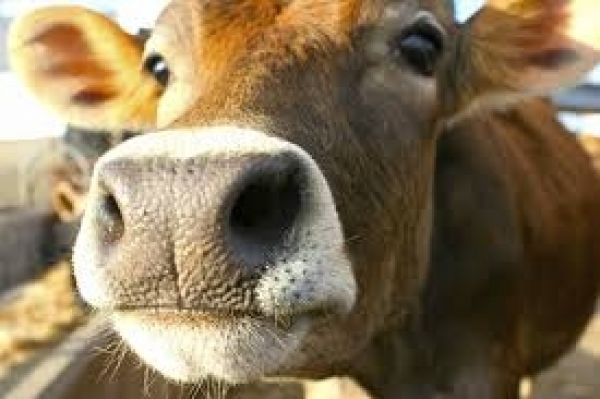 Хмельницкие фермеры импортируют скот из ЕС