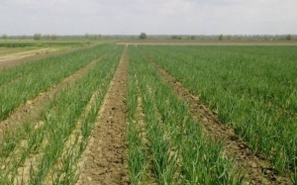 Урожай озимого лука в Украине может стать рекордным — эксперты
