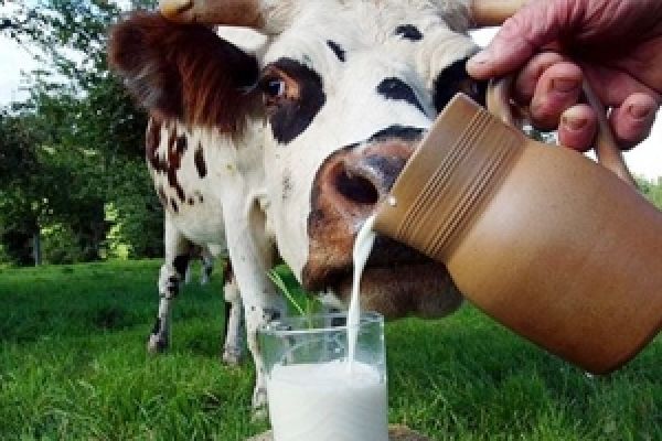 Правительство направило 0,5 млрд грн дотаций на развитие молочного скотоводства