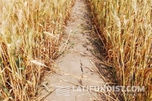 Украинские аграрии могут рассчитывать на возмещение НДС — УАА