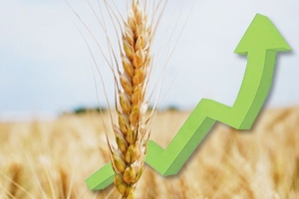 При возврате НДС рентабельность производства зерна вырастет до 10-12% — УАА