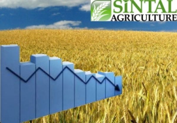 Акции Sintal Agriculture обвалились после новости о банкротстве главной компании