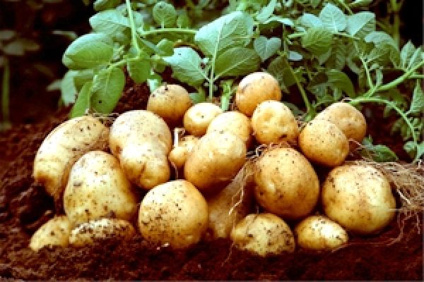 За  2013 год украинский картофель подорожал в 2,5 раза