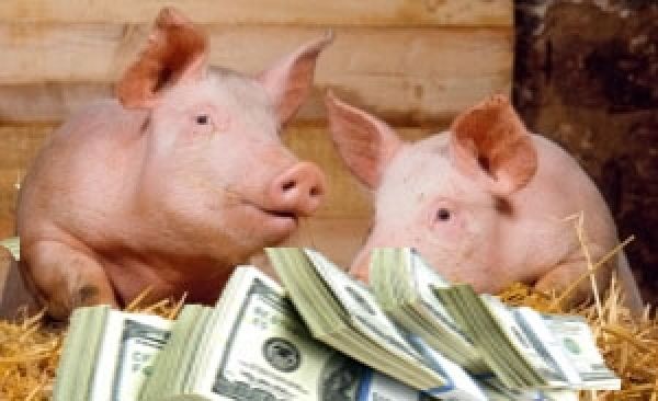 Для вытеснения импорта в украинское свиноводство необходимо вложить 1,6 млрд грн