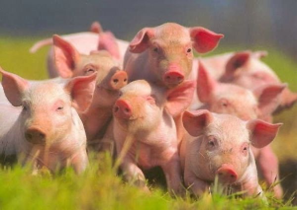 Россельхознадзор может запретить ввоз украинской свинины