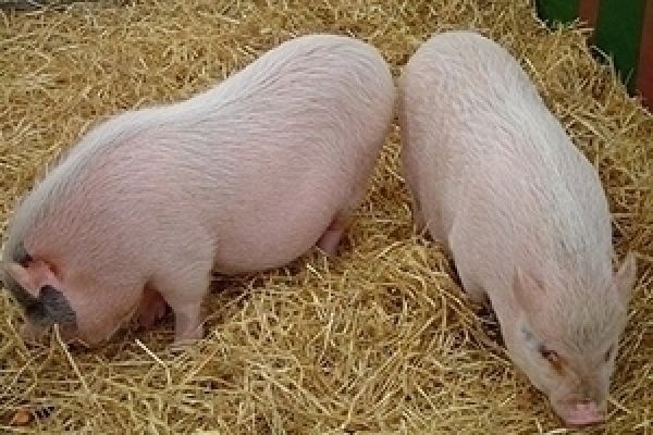 Даноша планирует увеличить поголовье свиней в 1,8 раза
