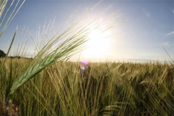 В Украине можно выращивать не только зерно — мнение