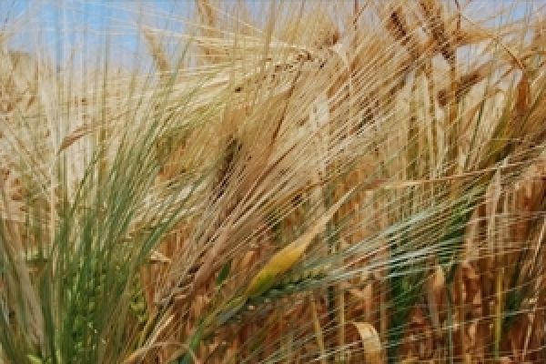 Минсельхоз США повысил оценку урожая зерновых культур в Украине
