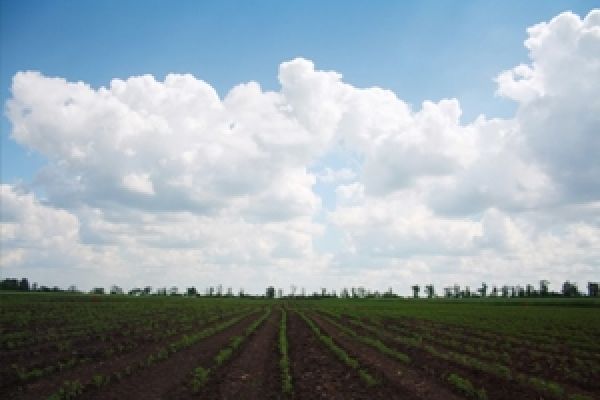 Высокая арендная плата за землю «тормозит» развитие фермерства в Украине — мнение