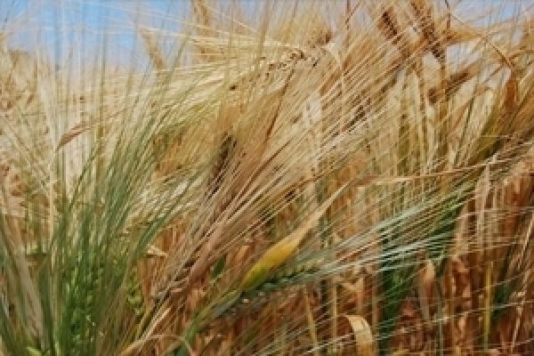 Будущий урожай зерна может составить 62 млн тонн — Арбузов
