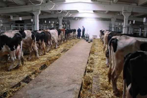 В Украине поголовье коров продолжает сокращаться – эксперт