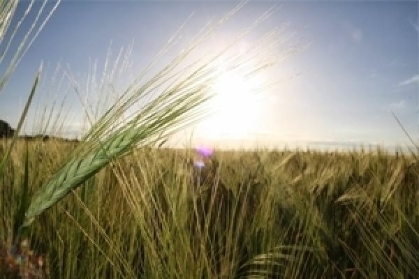 Средние цены на зерно в Украине опустились до 1300 грн/т — Госстат