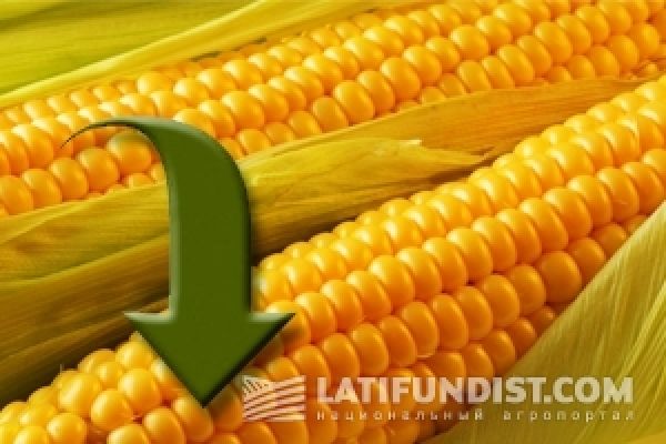 Кукуруза принесет аграриям убытки — эксперт