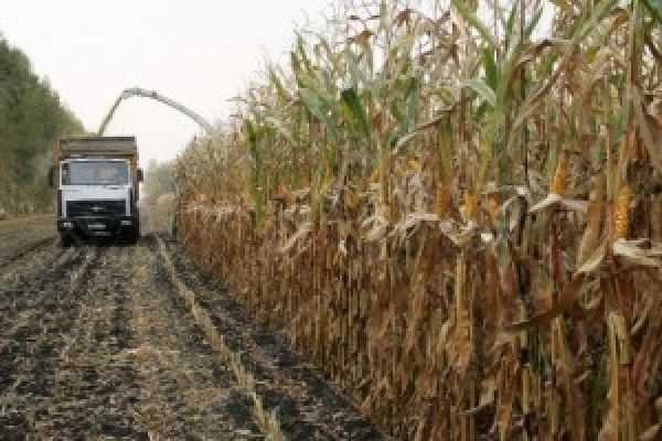 На Полтавщине планируют собрать 4 млн т кукурузы