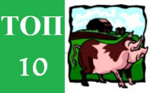 ТОП-10 крупнейших украинских производителей свинины
