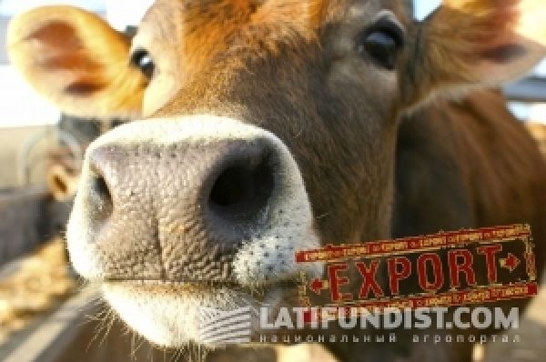 Экспорт живого скота из Украины вырос в 4,5 раза — УКАБ