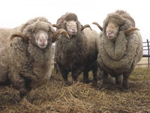 В Украине будет стимулироваться развитие овцеводства — Присяжнюк
