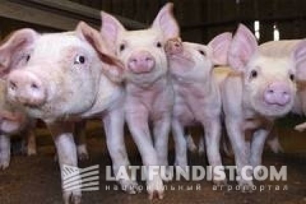 Запрет экспорта свинины в РФ на внутренние цены в Украине влияние не окажет — эксперт