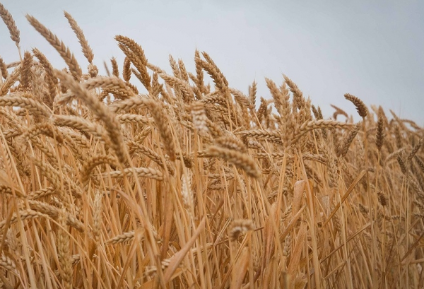Урожайность пшеницы в Украине ожидается на 15-20% ниже прошлогодних показателей