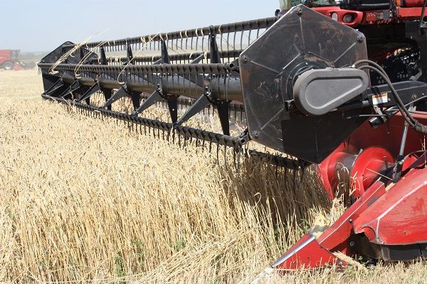 Уборочная кампания яровой пшеницы в США