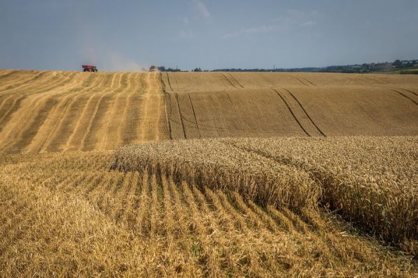 Жаркие погодные условия позволят быстро завершить уборку пшеницы, ячменя и рапса