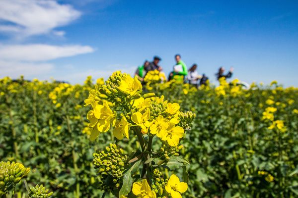 Производство рапса в Украине составит более 2 млн т